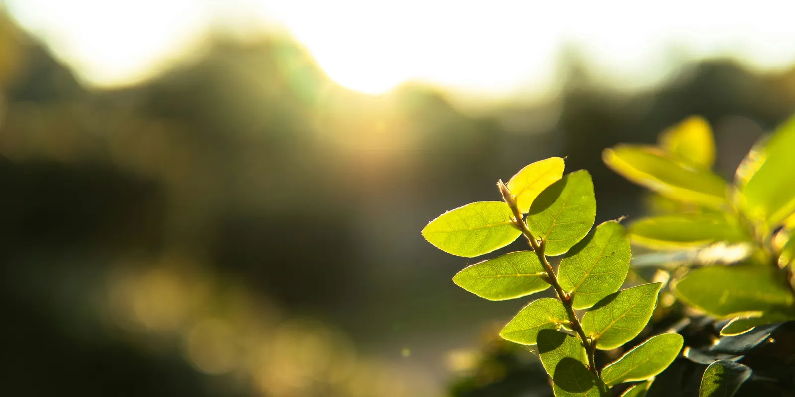 Foglia verde controluce, con il bagliore dorato del sole sullo sfondo sfocato